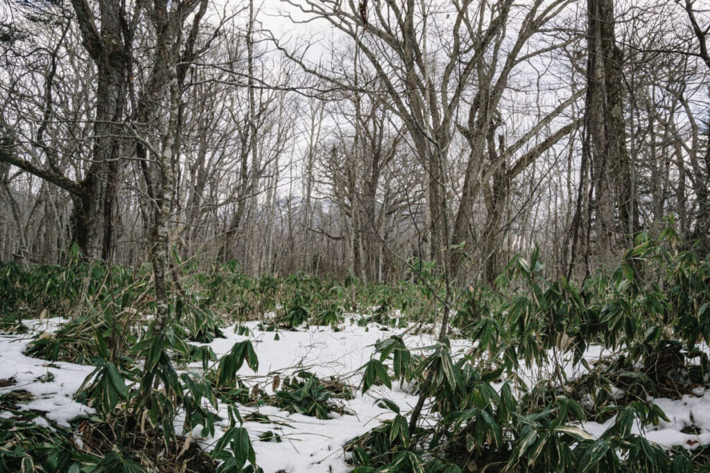 「山林に積もる雪と熊笹」のイメージ画像