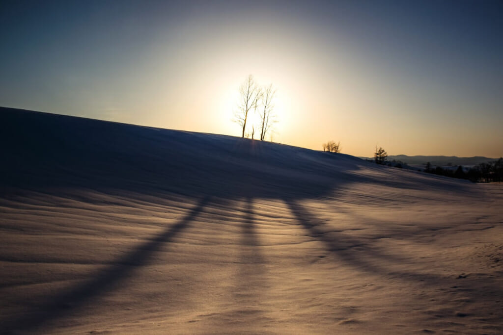 「雪が積もり真っ白な大地と夕日に背を向けた3本の木から伸びる影」のイメージ画像